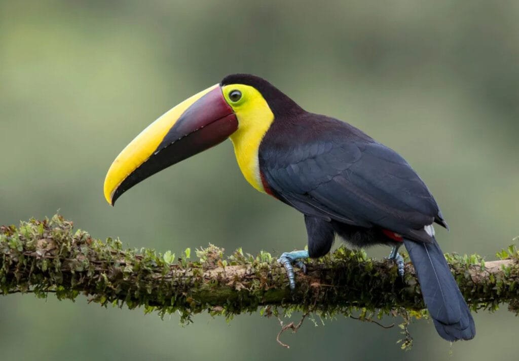 Peruvian Birds Toucan