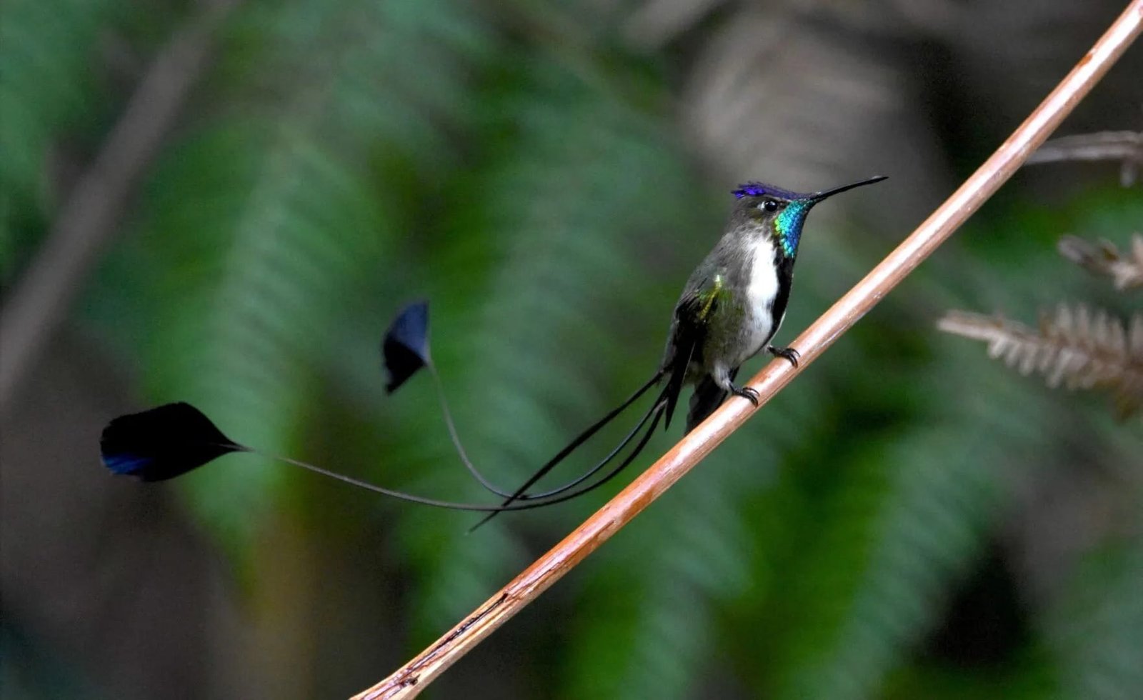 7 Exotic Peruvian Birds To Spot On Your Next Trip