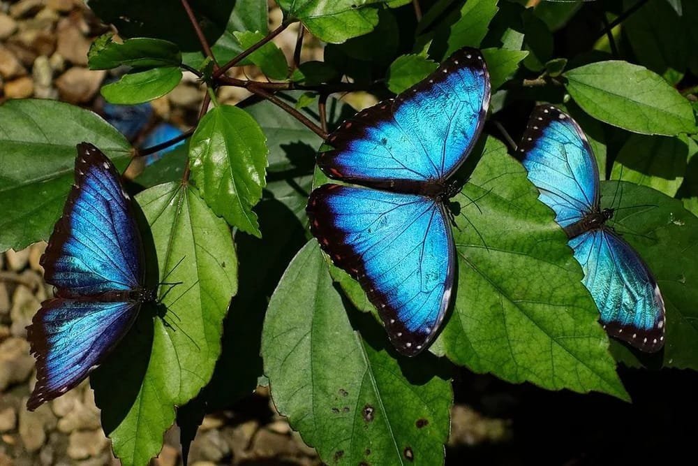 Amazon Rainforest Butterflies Blue Morpho