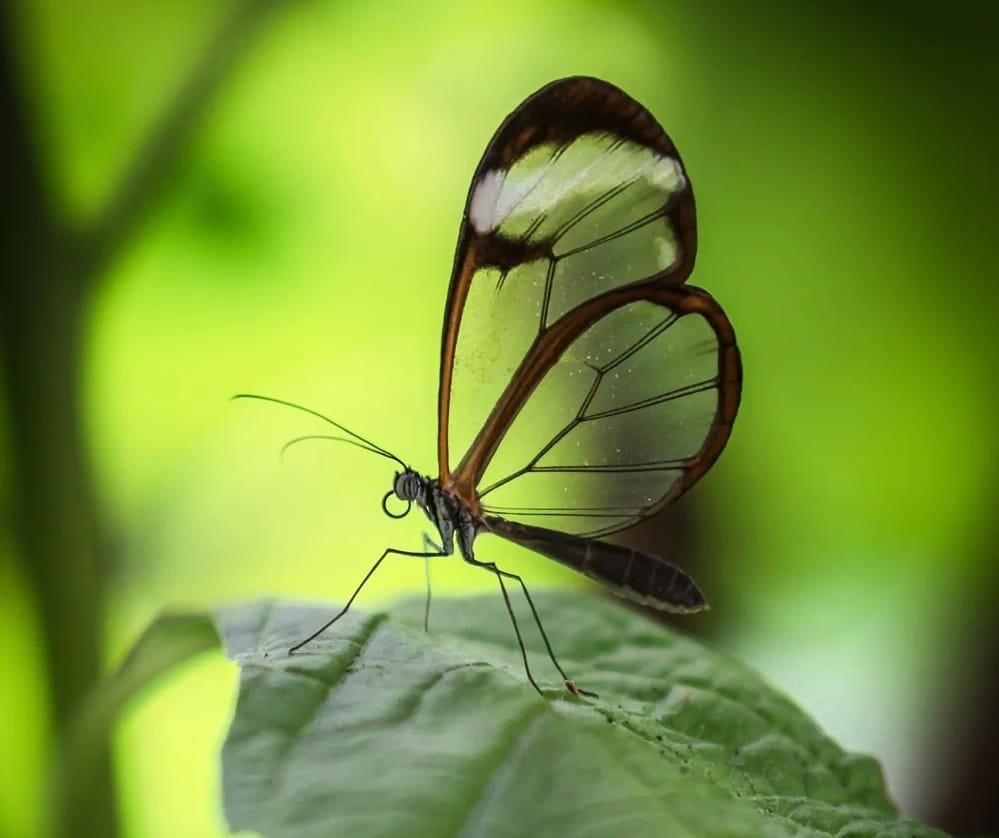 Amazon Rainforest Butterflies Glasswing