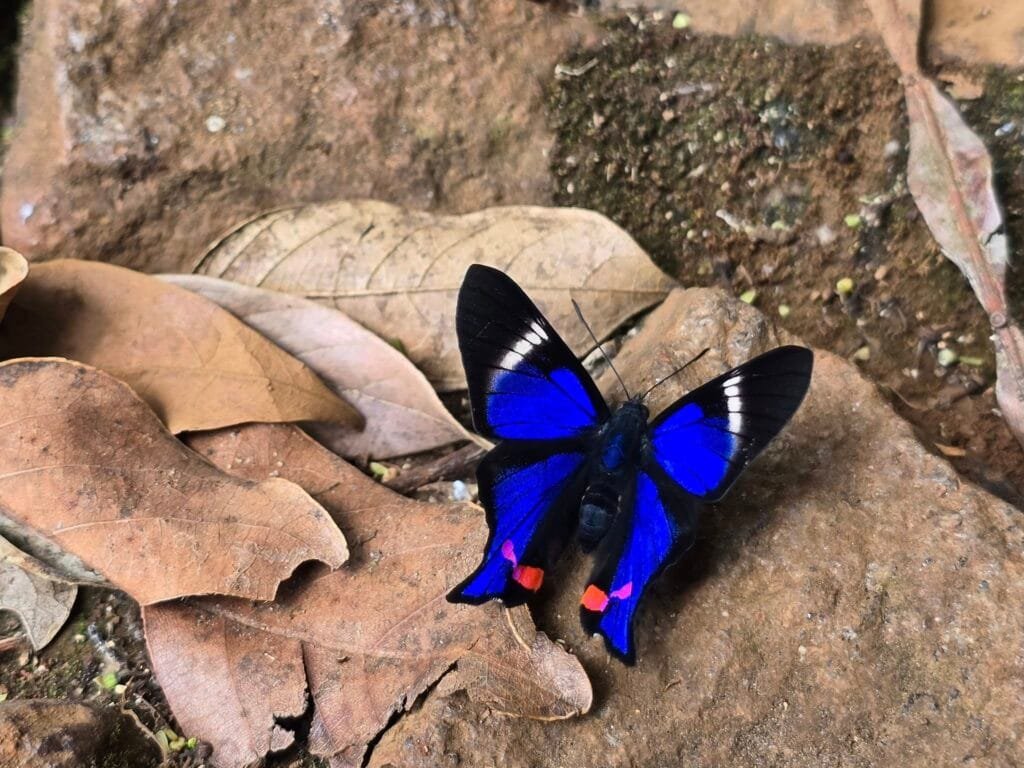 Amazon Rainforest Butterflies Rhetus Periander