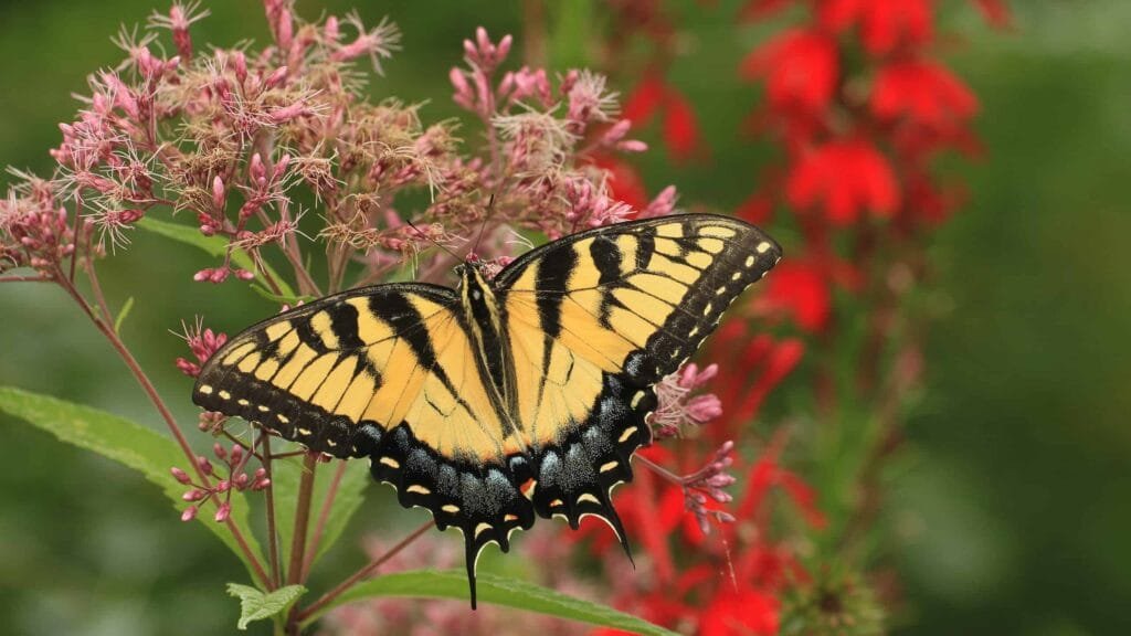 Amazon Rainforest Butterflies Swallowtail