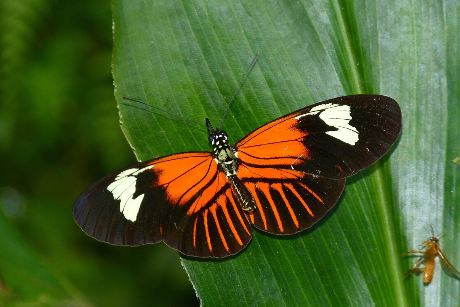 5 Of The Most Colourful Amazon Rainforest Butterflies To Spot In The Jungle