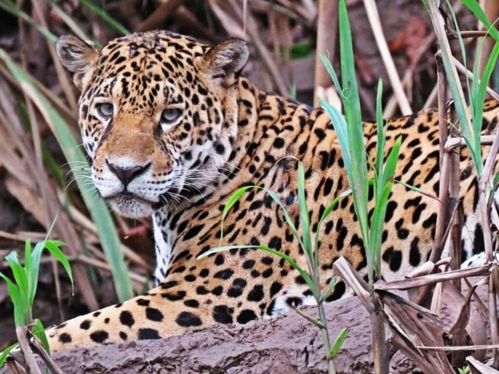Iquitos Vs Puerto Maldonado Tambopata