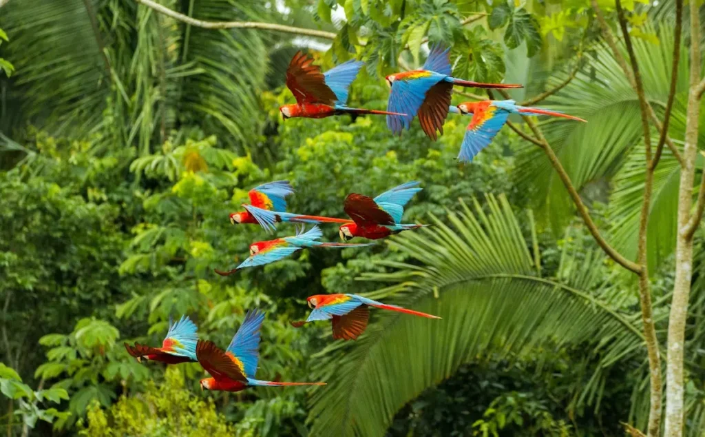 Iquitos Vs Puerto Maldonado Tours