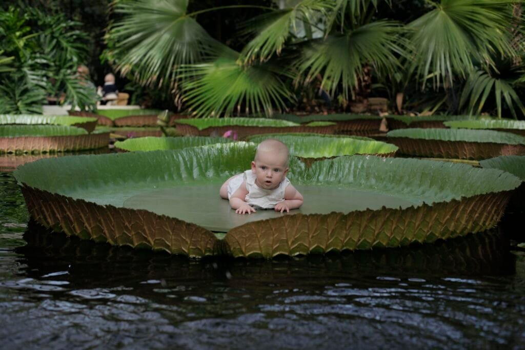 Victoria Amazonica Water Lily Baby