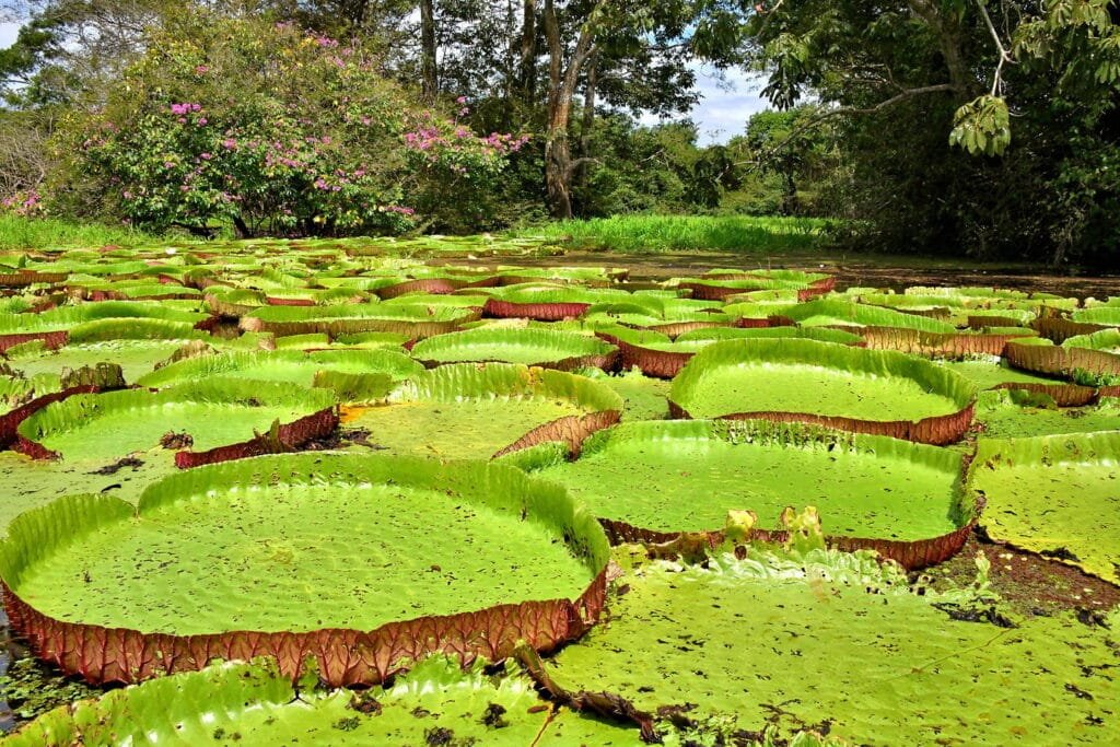 Victoria Amazonica Water Lily Plant South America