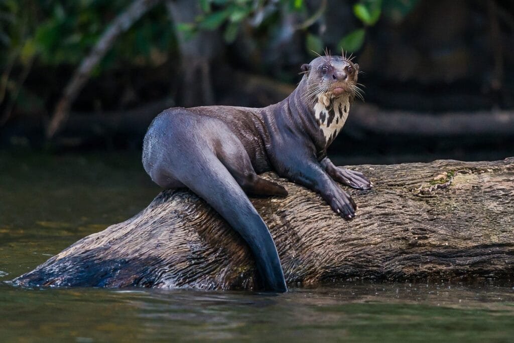 Peru Amazon Rainforest Tour Packages Three Days