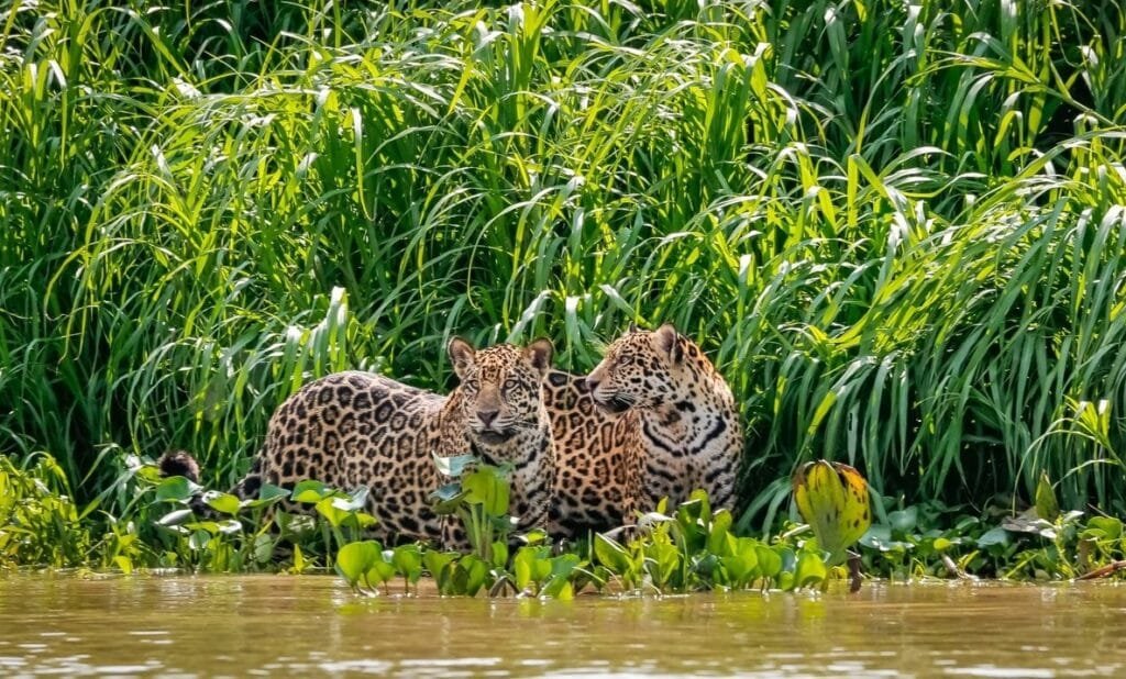 Peruvian Wildlife