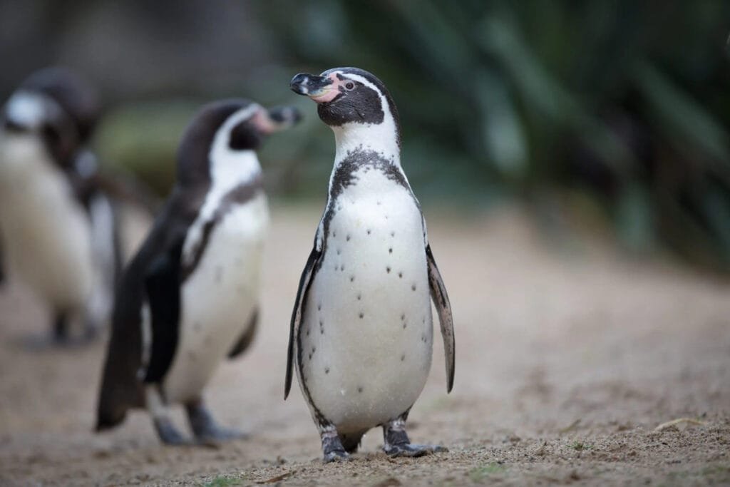Peruvian Wildlife Humboldt Penguin