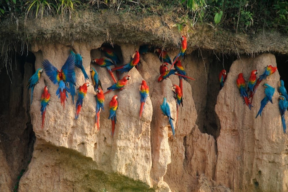 Peruvian Wildlife Macaw Parrot