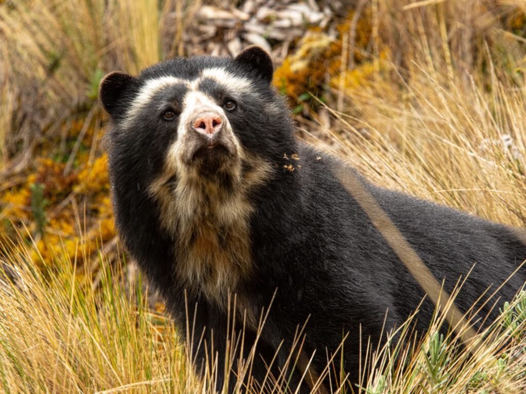 Peruvian Wildlife Spectacled Bear