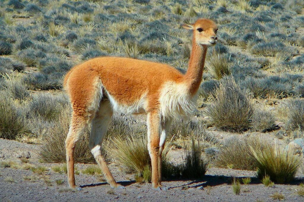 Peruvian Wildlife Vicuna
