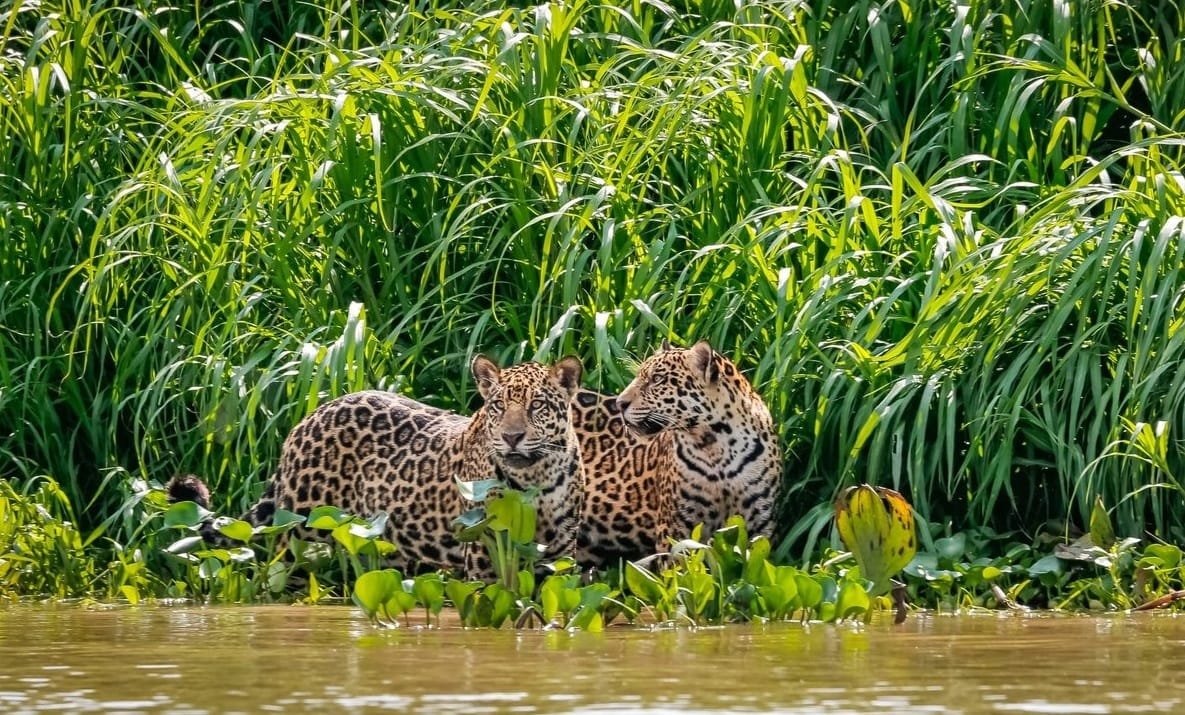 Peruvian Wildlife