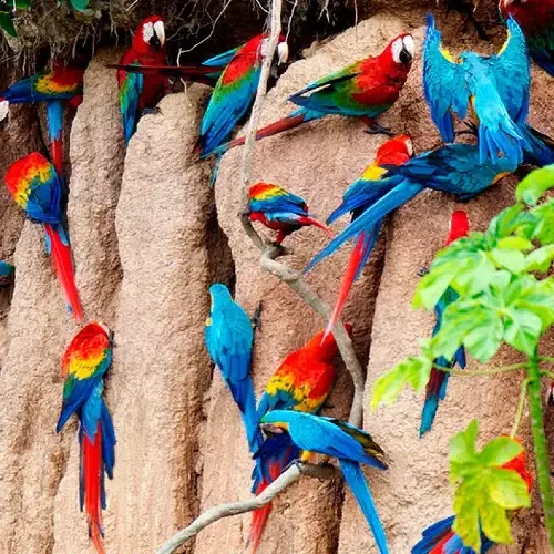 Macaw Clay Lick Chuncho