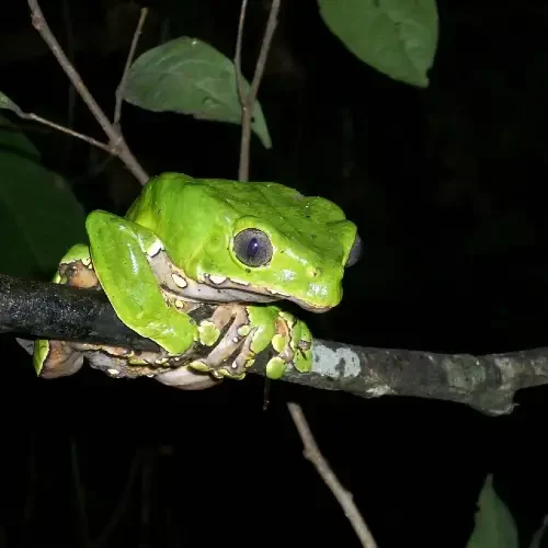 Portada Tronco Tambopata Adventure