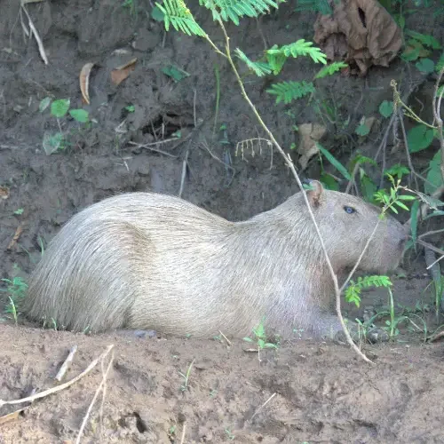 Tambopata Tours Adventure 1