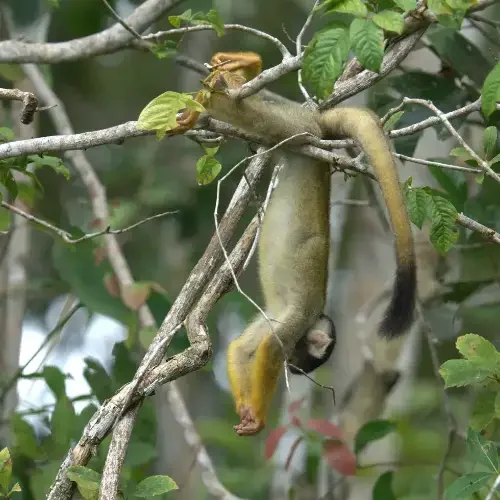 Tambopata Tours Adventure 2