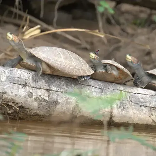 Tambopata Tours Adventure 4