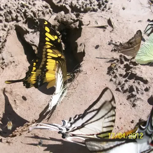 Tambopata Tours Adventure