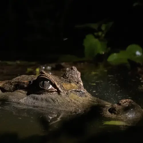 caiman-tambopata –adventura