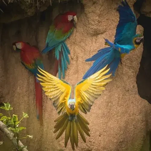 collpa-guacamayo-tours-tronco-tambopata-galery