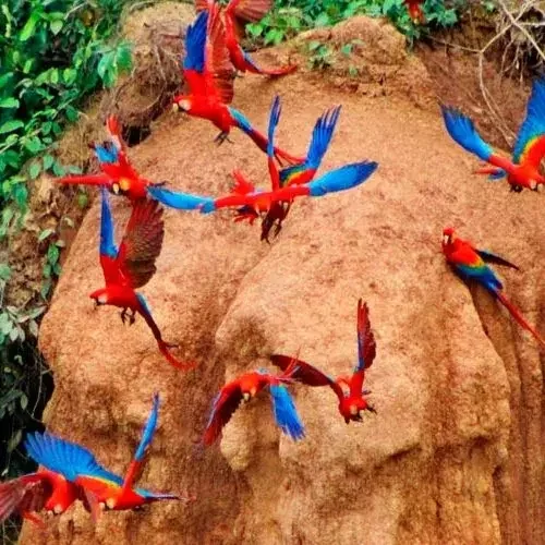 collpa-guacamayo-tours-tronco-tambopata-galery