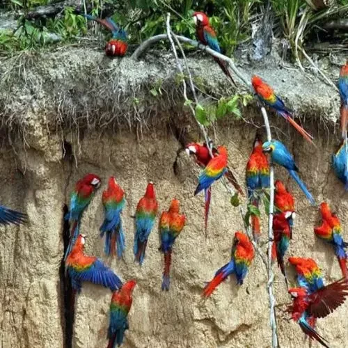 collpa-guacamayo-tours-tronco-tambopata-galery