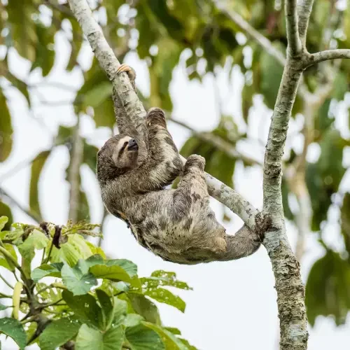 sloth bear-tambopata