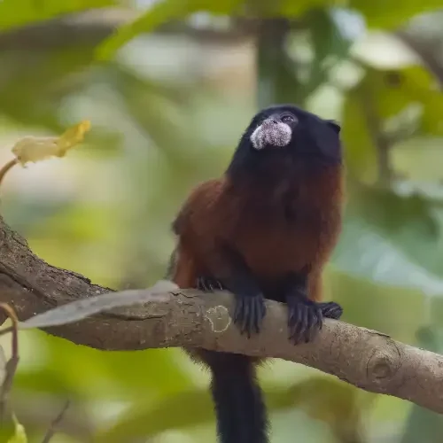 titi monkey-tambopata