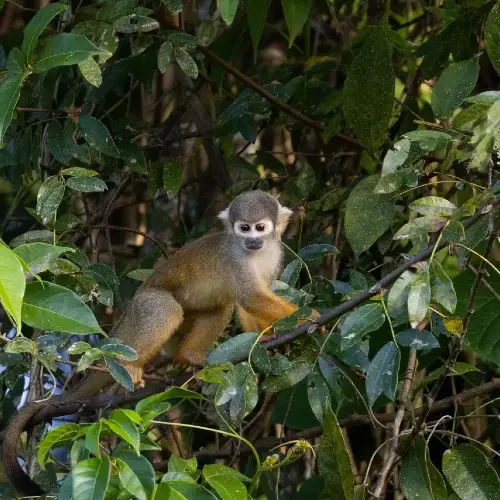 tour-puerto-maldonado